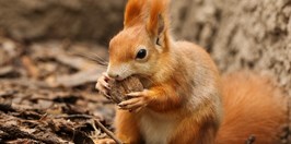 The family zoo Zoopark Zájezd -European red squirre