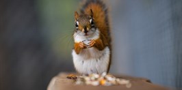 Hubertíkova Zverofarma - European red squirrel