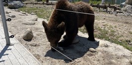 Zoo Kontakt - medvěd hnědý