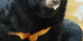 Zoo Ostrava- medvěd Hnědý