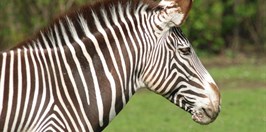 Zoo ostrava- Zebra