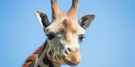 Zoo ostrava- Žirafa